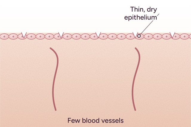 Before: Vaginal dryness and atrophy after menopause