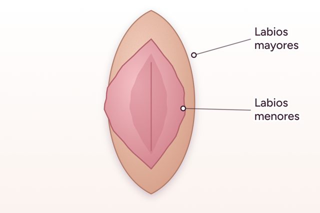 Antes: Labioplastia de labios menores